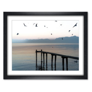 Mouettes du matin