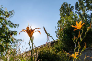 Fleur dans le soleil