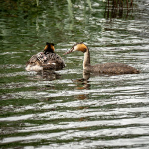 Grèbes Huppées au nourrissage